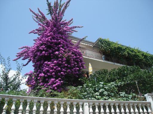 Apartment Knez Trogir Kültér fotó